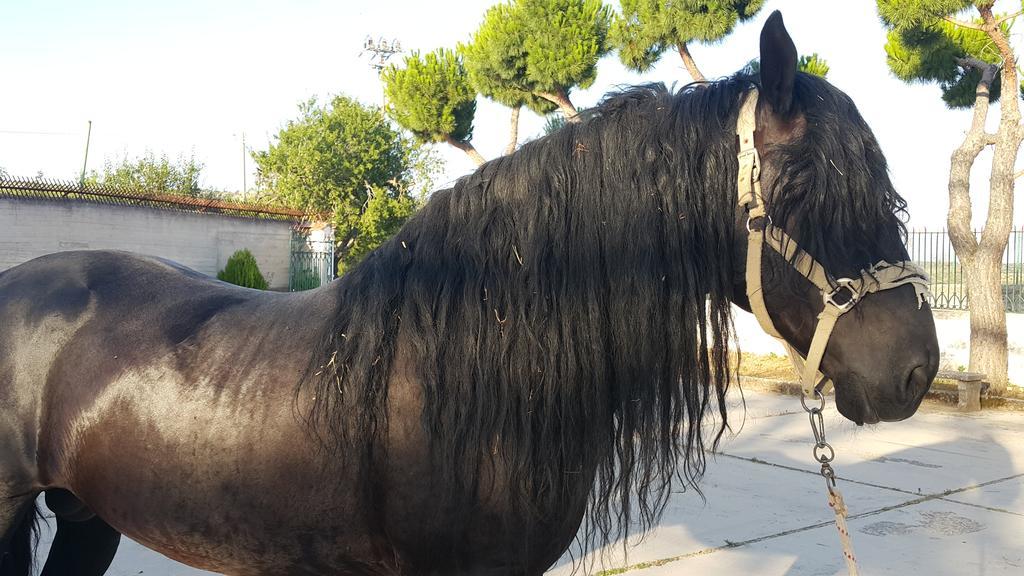 Hotel Menta E Rosmarino Monte SantʼAngelo Εξωτερικό φωτογραφία